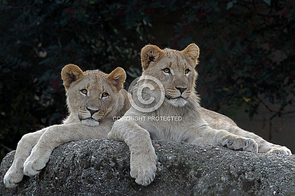 African lions African lions