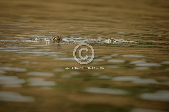 Indian gavial in the nature habitat