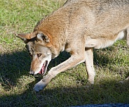 Red Wolf