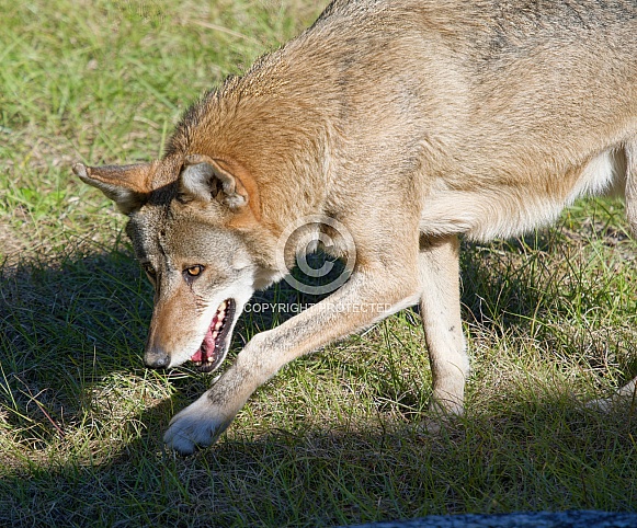 Red Wolf