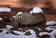 North American Badger in Snow