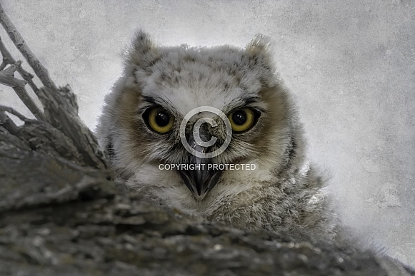 Great Horned Owl--GHO Baby