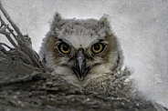 Great Horned Owl--GHO Baby