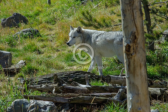 Grey Wolf Grey Wolf