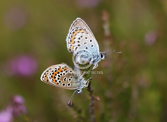 Silver studded Blue Silver studded Blue