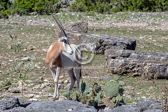 Scimitar-Horned Oryx