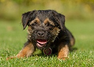 Border Terrier Puppy Portrait