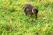 Mallard Duckling