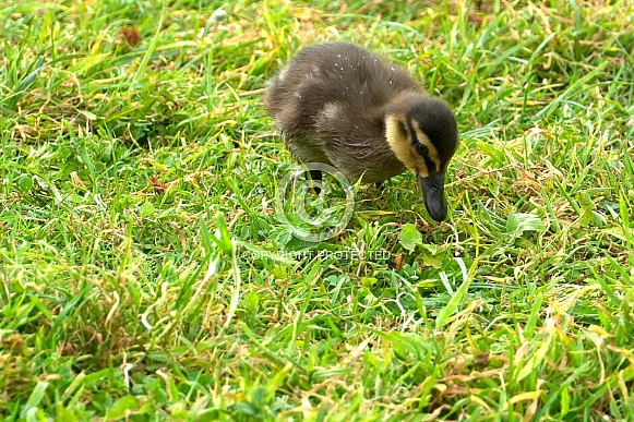 Mallard Duckling