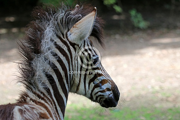 Chapman's zebra (Equus quagga chapmani)