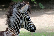 Chapman's zebra (Equus quagga chapmani)