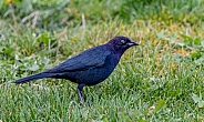Blackbird in grass