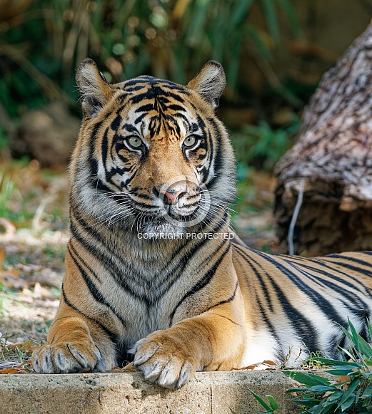 bengal Tiger