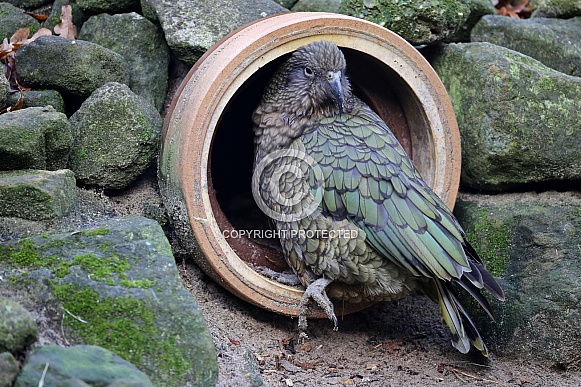 Kea (Nestor notabilis)