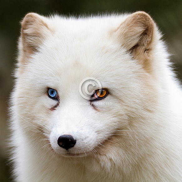 Odd-eyed polar fox