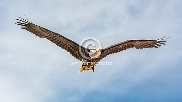 American Bald Eagle in flight American Bald Eagle in flight