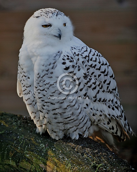 snowy owl snowy owl