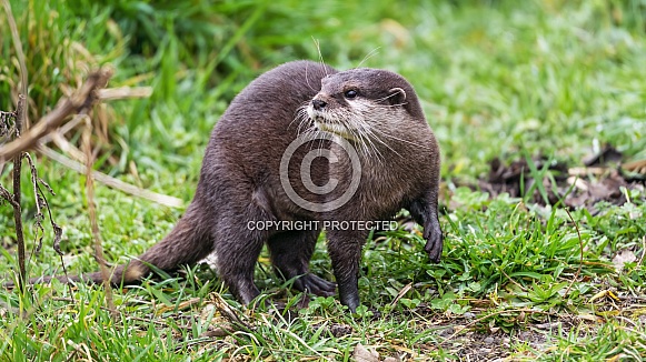 Otter