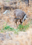Wild Mule Deer Fawn
