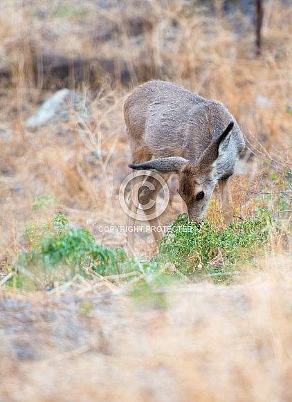 Wild Mule Deer Fawn Wild Mule Deer Fawn