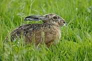 Hare