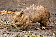 Adorable wombat marsupial