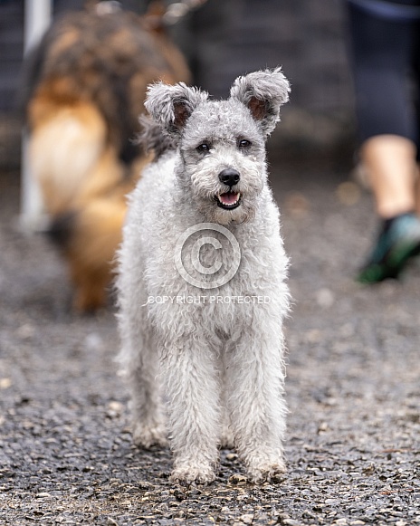 Hungarian Pumi dog