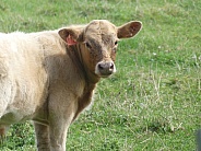 Cow in Field