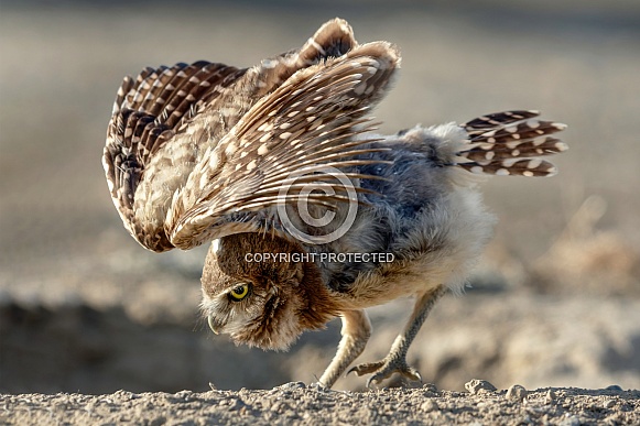 Burrowing Owl--Burrowing Owlet
