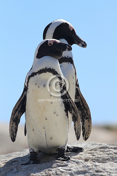 African Penguin African Penguin