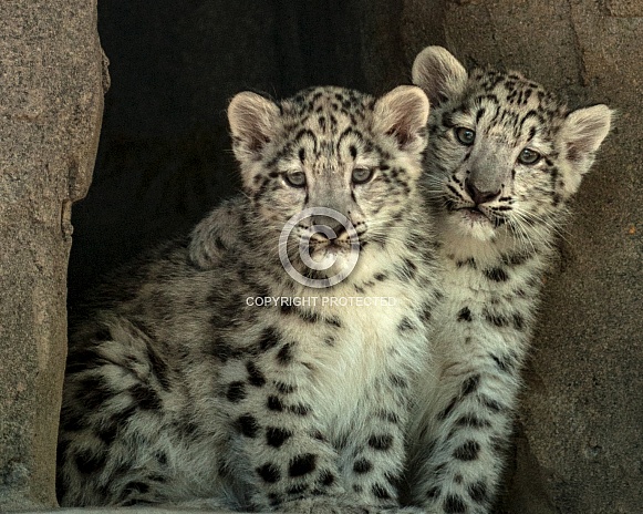 Snow Leopard cubs