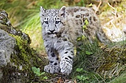 Snow leopard cub