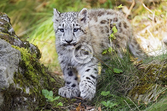 Snow leopard cub Snow leopard cub