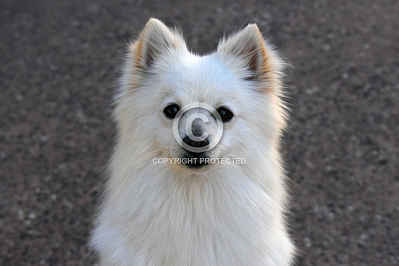 German Spitz Dog German Spitz Dog