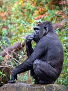 Western Lowland Gorilla (Gorilla Gorilla Gorilla)