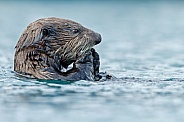 Seaotter at Alaska