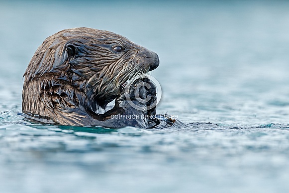 Seaotter at Alaska