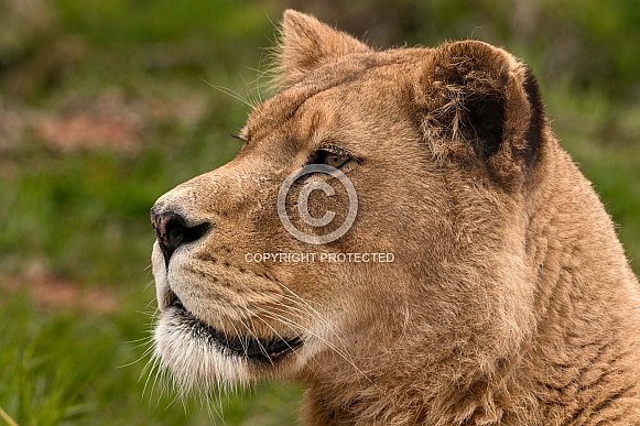 Side Profile African Lioness