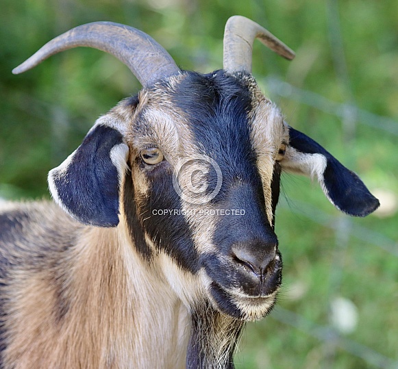 Wild Goat Wild Goat