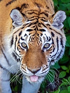 Siberian tiger, Amur tiger, (Panthera tigris tigris)