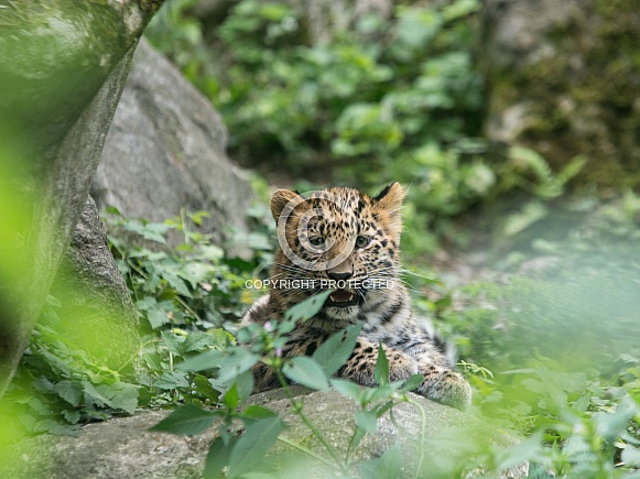 Amur Leopard cub Amur Leopard cub