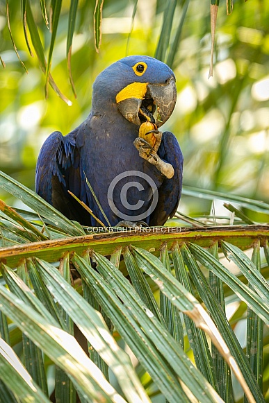 hyacinth macaw close up on a palm tree in the nature habitat