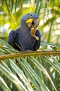 hyacinth macaw close up on a palm tree in the nature habitat