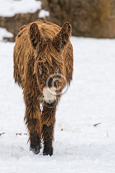 Baudet Donkey