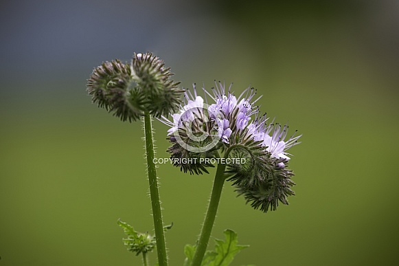 Lacy Phacelia Wildflowers in Bloom