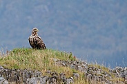 White tailed eagle or European Eagle