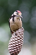 great spotted woodpecker (Dendrocopos major)