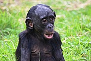 Bonobo