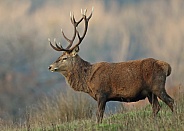 Red Deer Stag