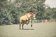 Dun Horse Bolting